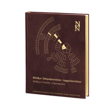 Blötdjur: Sidopalpssnäckor - taggsäcksnäckor. Mollusca: Cimidae-Asperspinidae