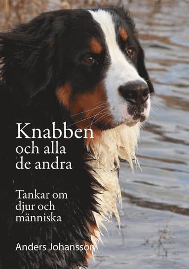 Knabben och alla de andra