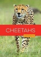 Cheetahs